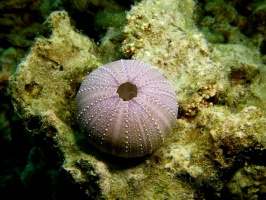 55  Collector Urchin Shell IMG 2786